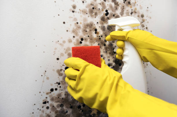 Attic Mold Removal in North Richland Hills, TX